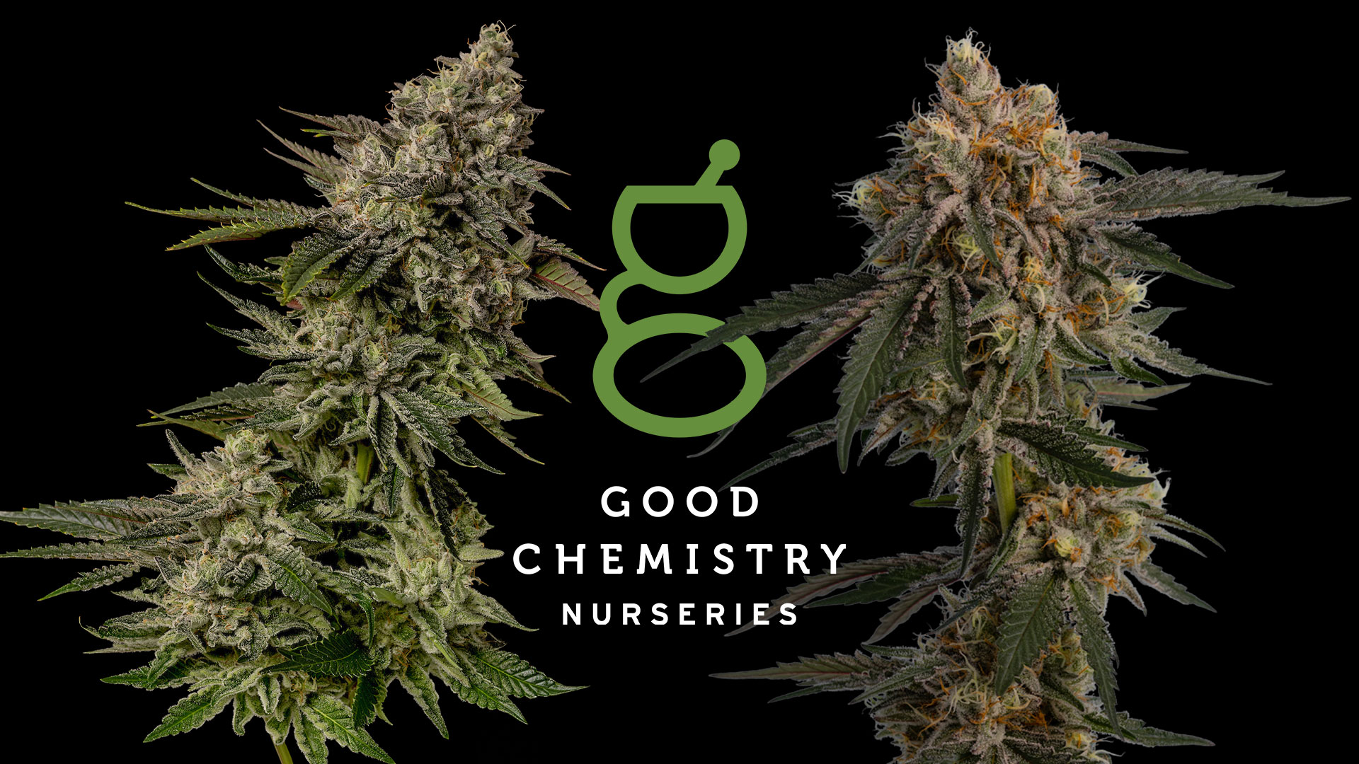 Good Chemistry - Highlands — Dispensaries in Denver, CO