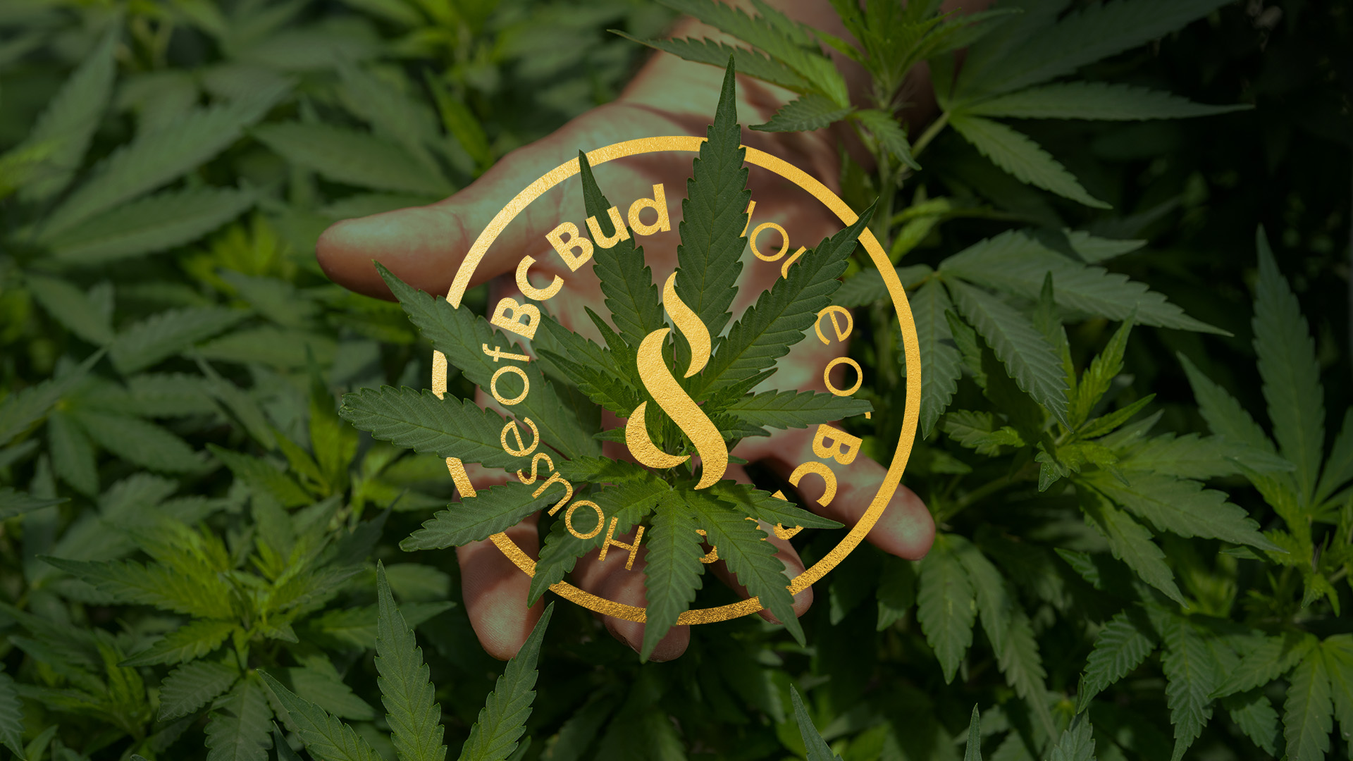 Seed and Stone Chilliwack Chilliwack, BC Dispensary Leafly