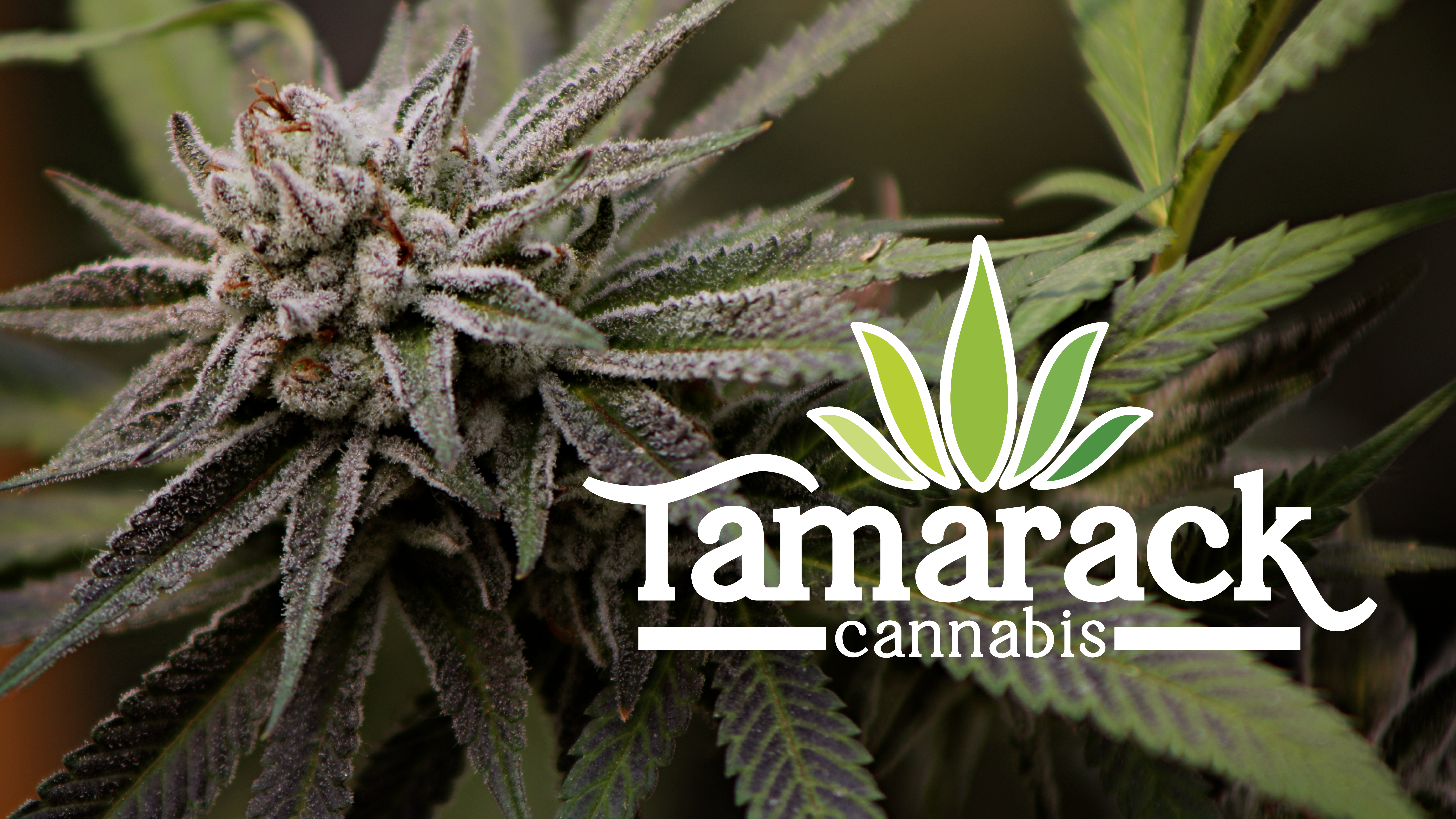 Tamarack Cannabis - Kalispell