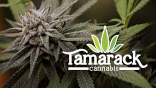 Cover photo for Tamarack Cannabis - Kalispell
