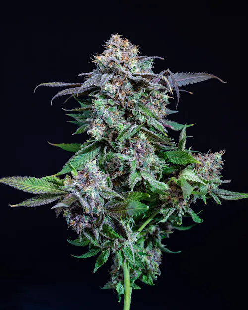 AYR Cannabis Dispensary Eatontown (Med) Dispensary Menu, Reviews