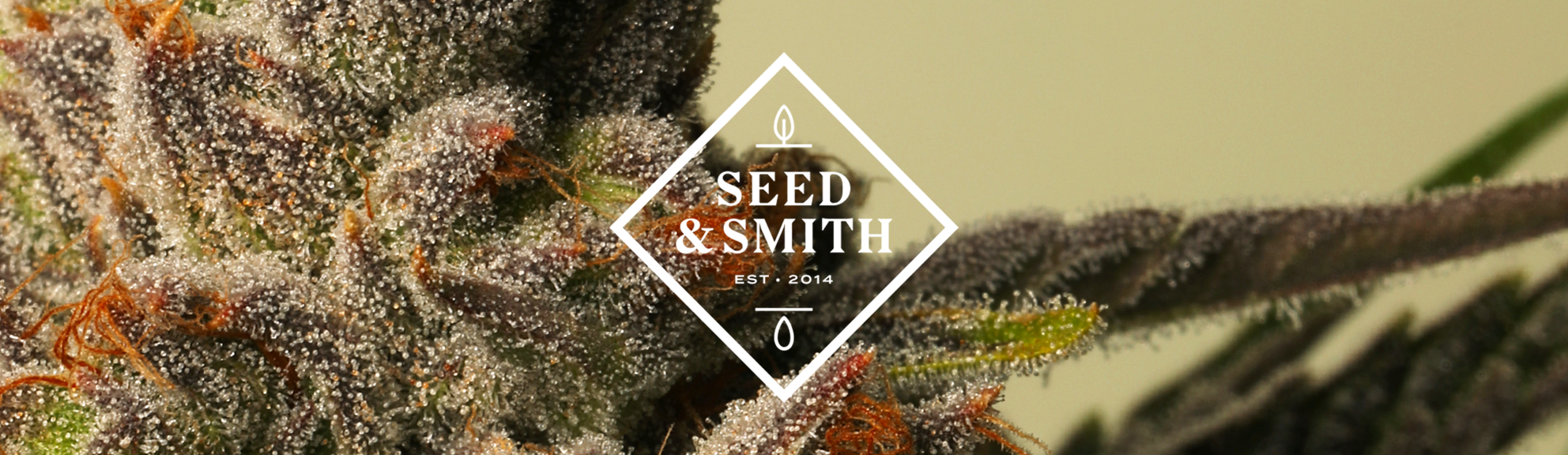 Seed & Smith - Medical