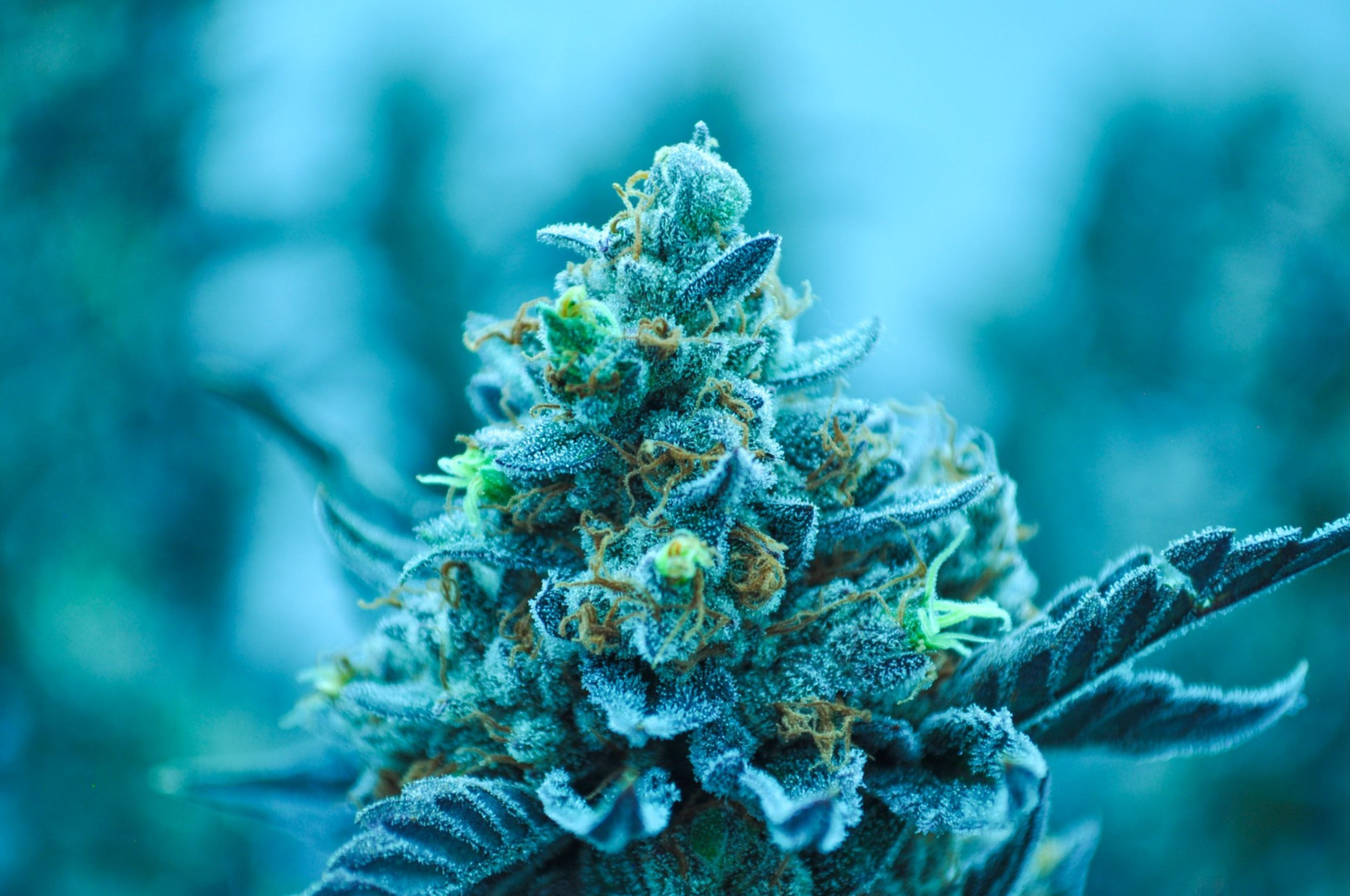 Square Grouper Dispensary