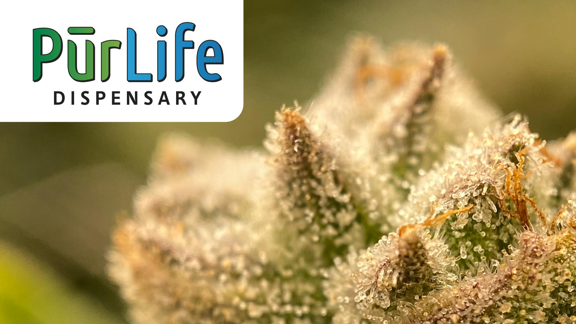 PurLife Clovis Clovis, NM Dispensary Leafly
