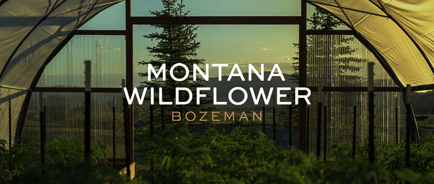 Montana Wildflower