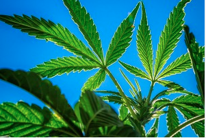 Pine Tree Apothecary Dispensary Menu, Reviews & Photos