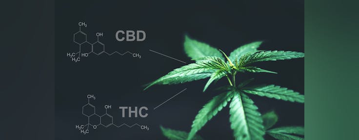 Luxe - Hudson (Curbside Pickup and Delivery Only)