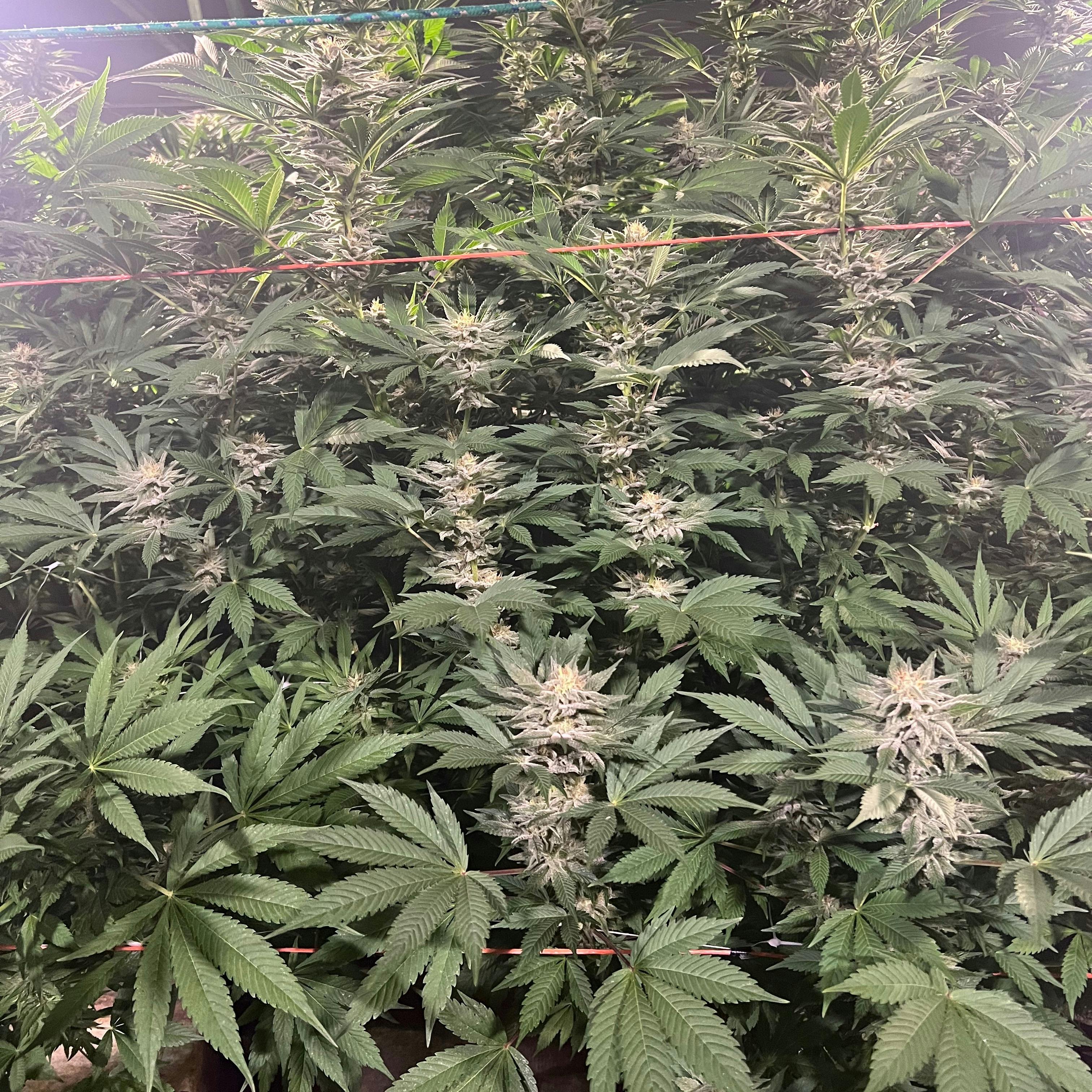 Yellowstoned Dispensaries Missoula, MT Dispensary Leafly