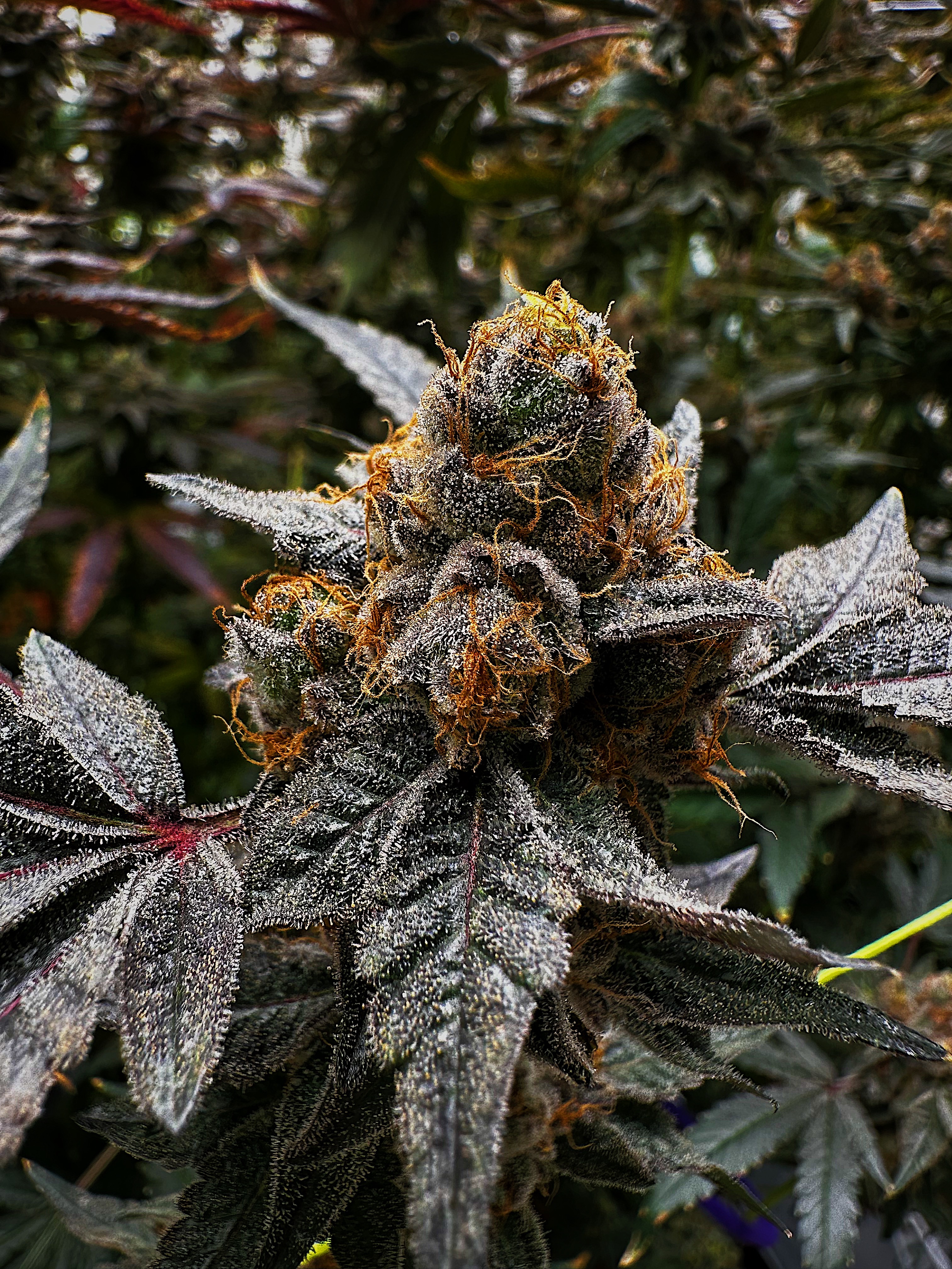 Green Thumbelina | Dispensary Menu, Reviews & Photos