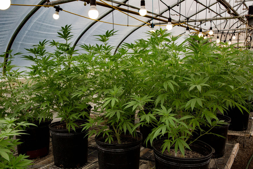 THE Dispensary Squirrell Hill CBD store in Pittsburgh, PA Leafly