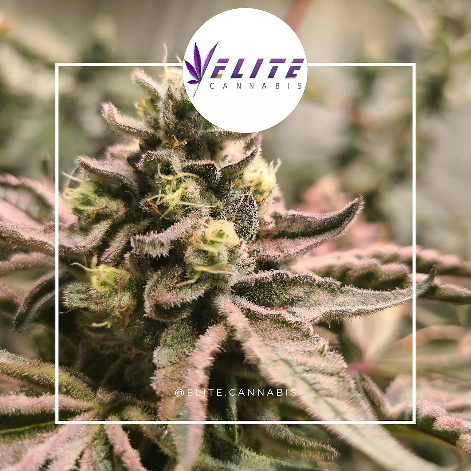 Elite Cannabis Farms Durant, OK Dispensary Leafly