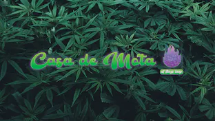 Cover photo for Casa De Mota