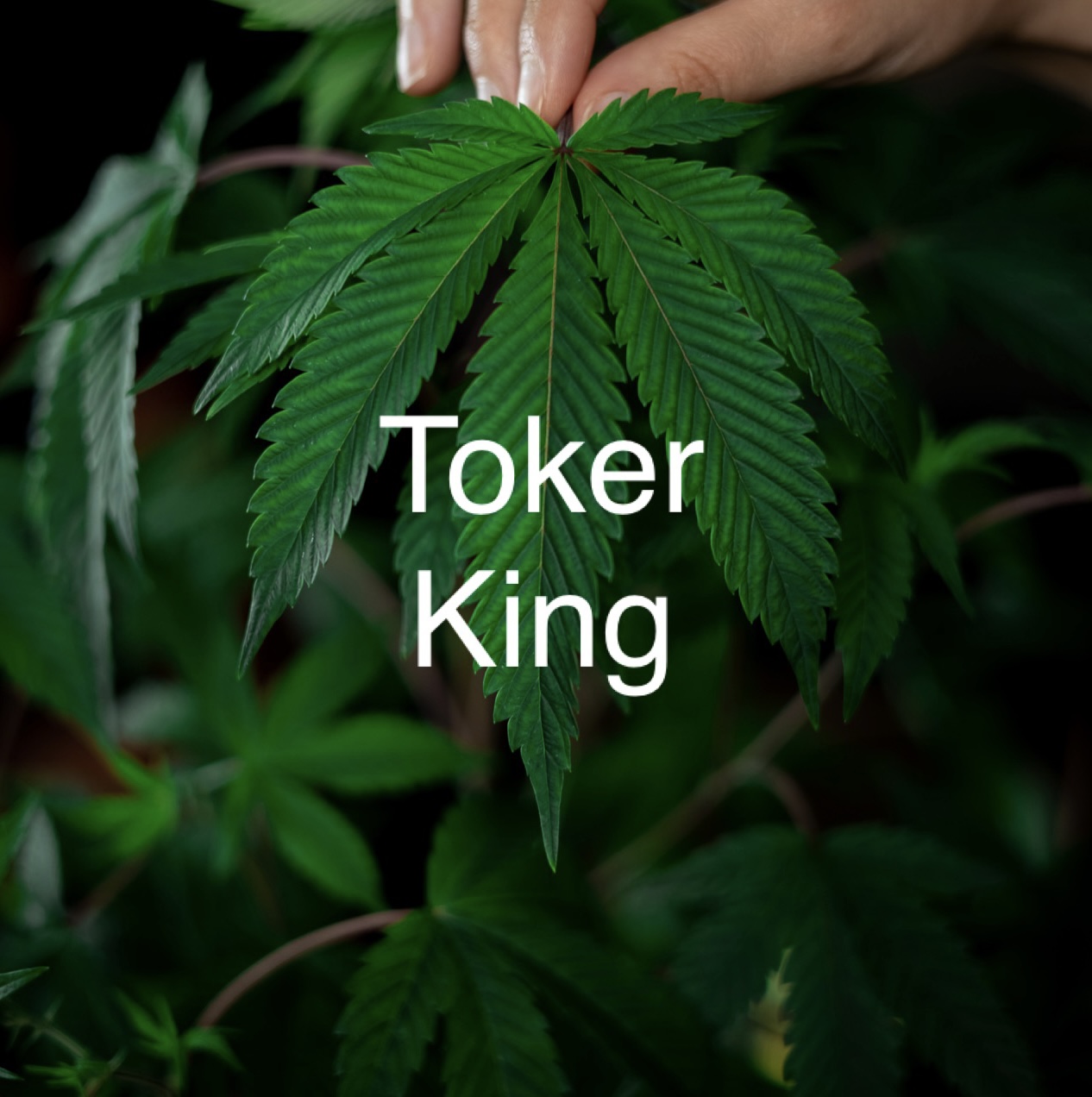 Toker King Eunice Dispensary Menu, Reviews & Photos