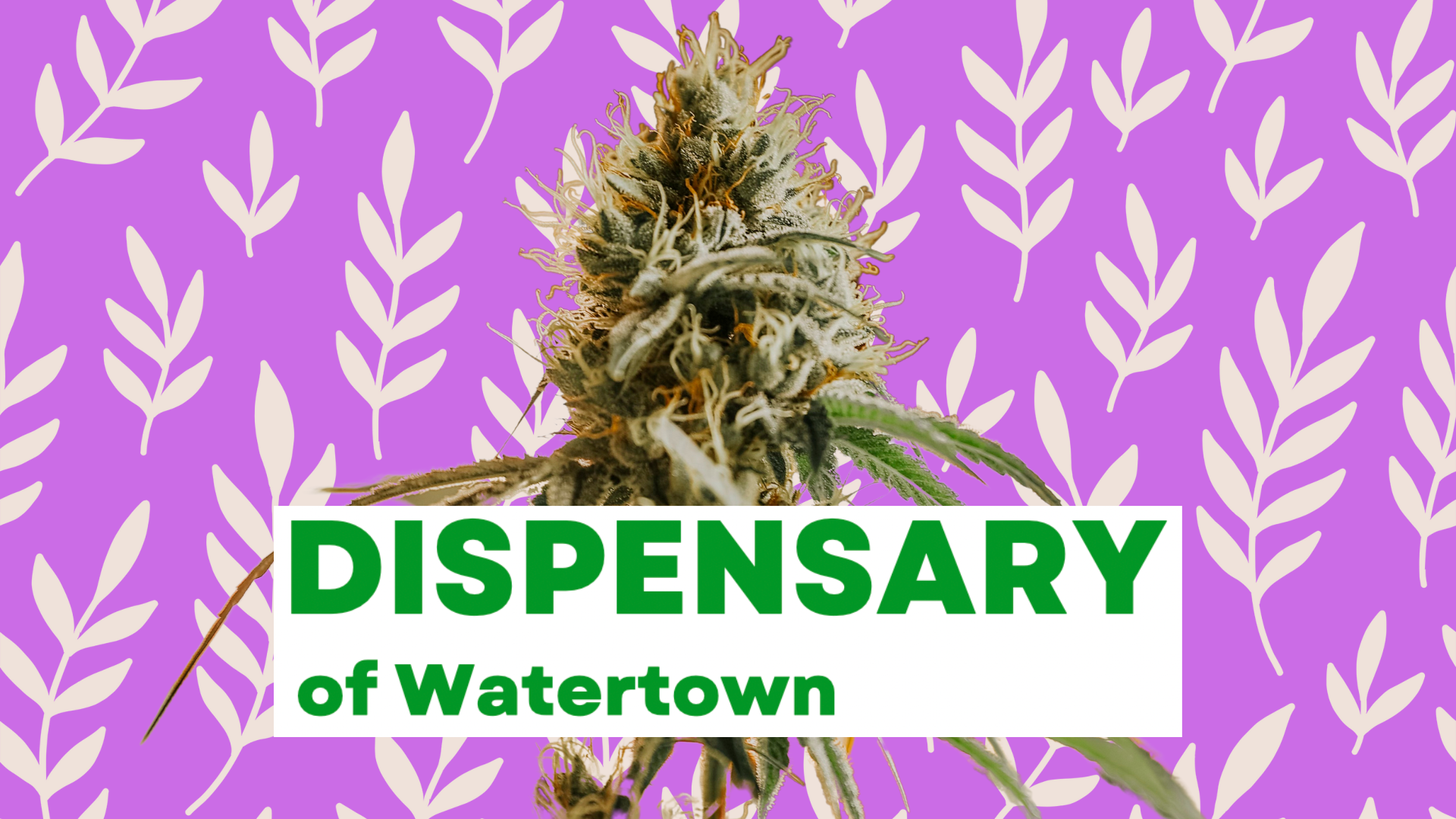 Dispensary of Watertown Dispensary Menu, Reviews & Photos