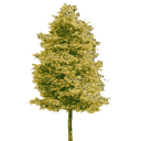 The Woods Cannabis Supply- Aurora-logo