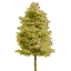 Logo for The Woods Cannabis Supply- Aurora