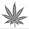 Champion Cannabis