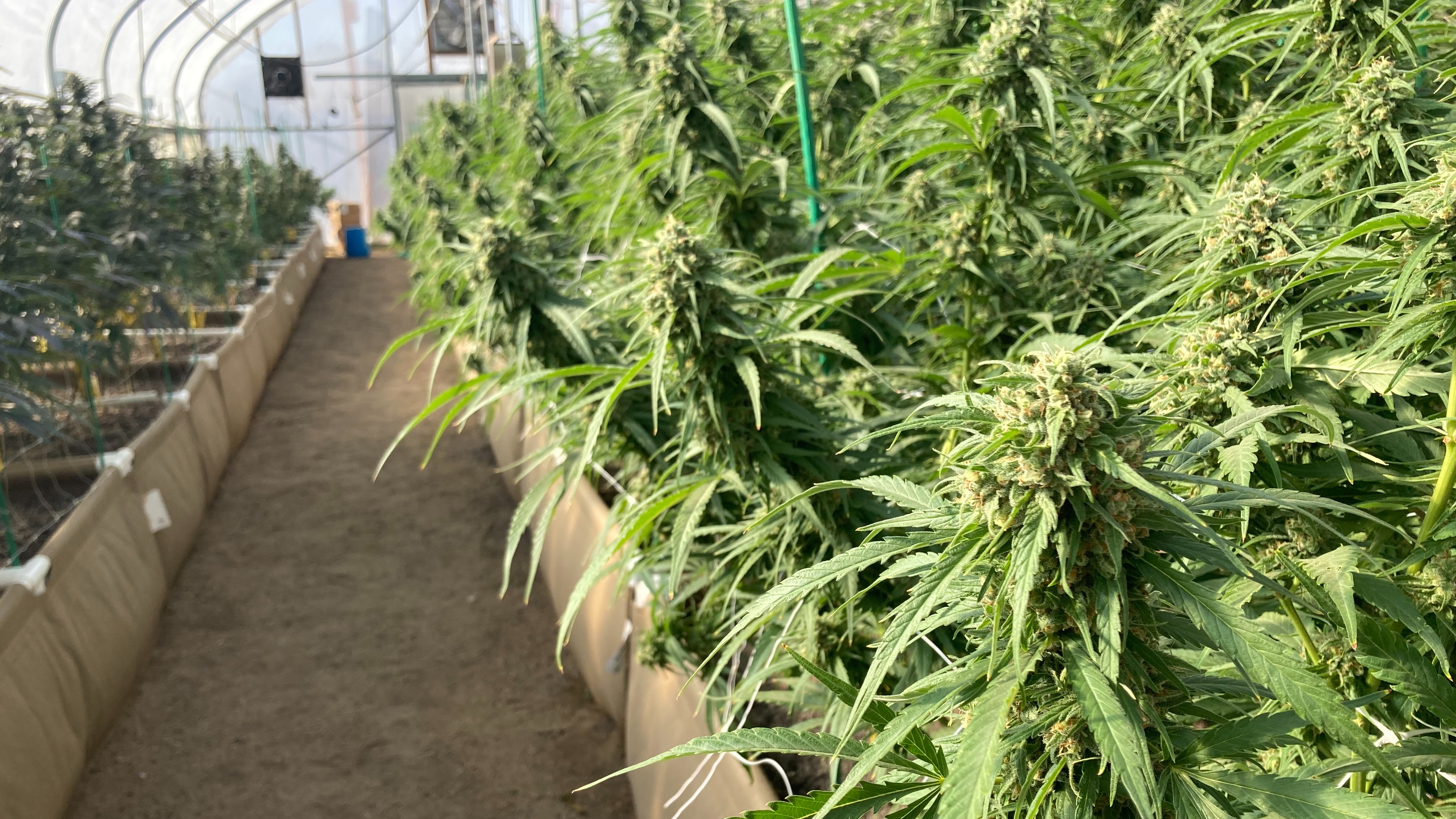 Tomcat Cannabis