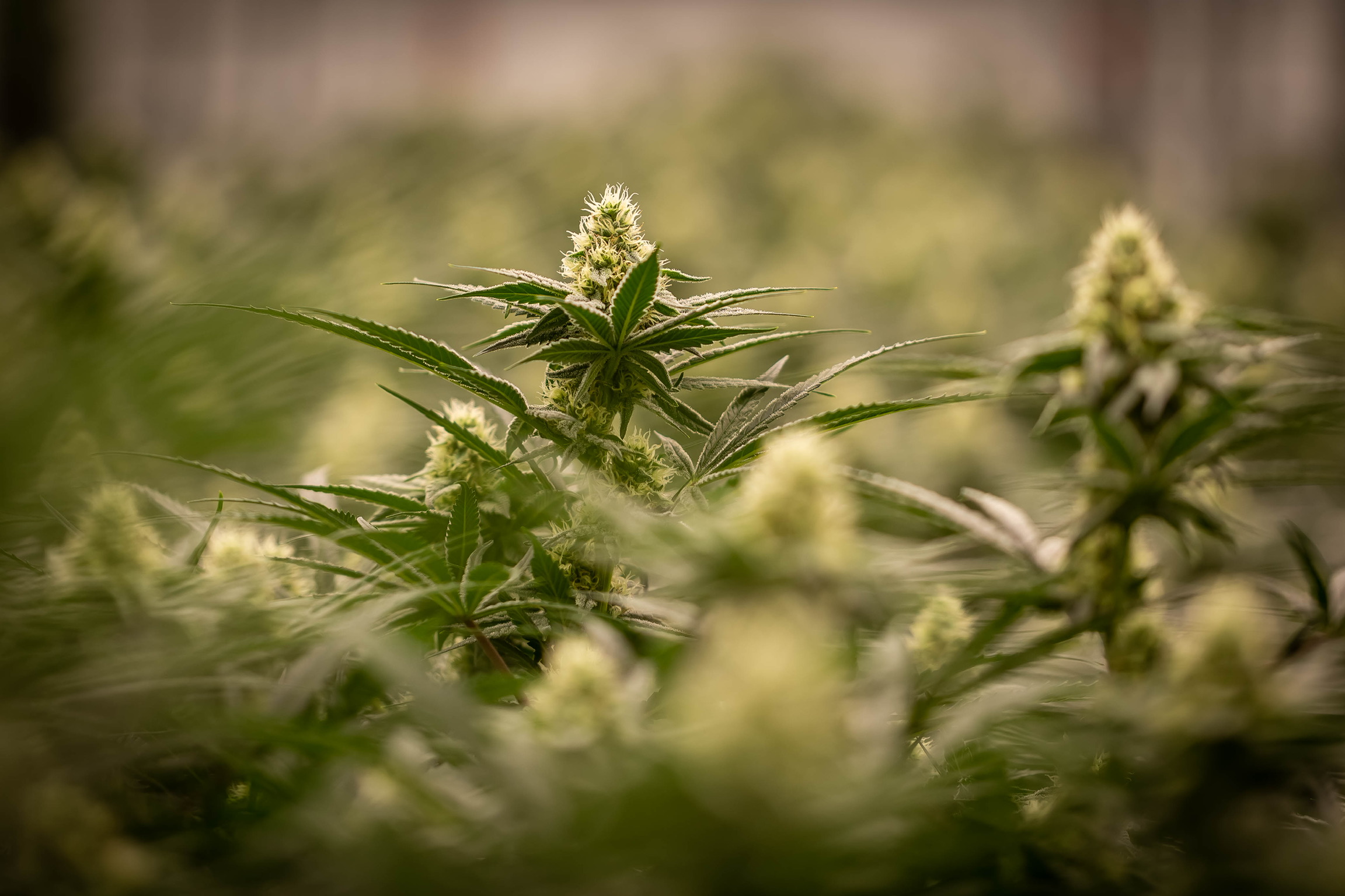 AYR Cannabis Dispensary Woodmere (Recreational & Medical