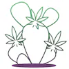 Opuntia Cannabis - Broadway