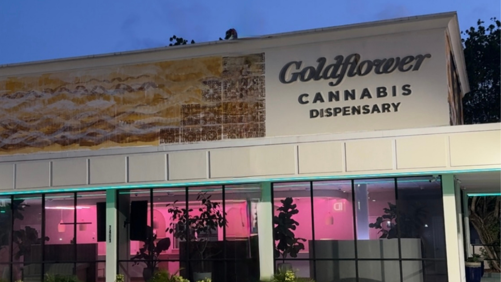 Goldflower - Miami