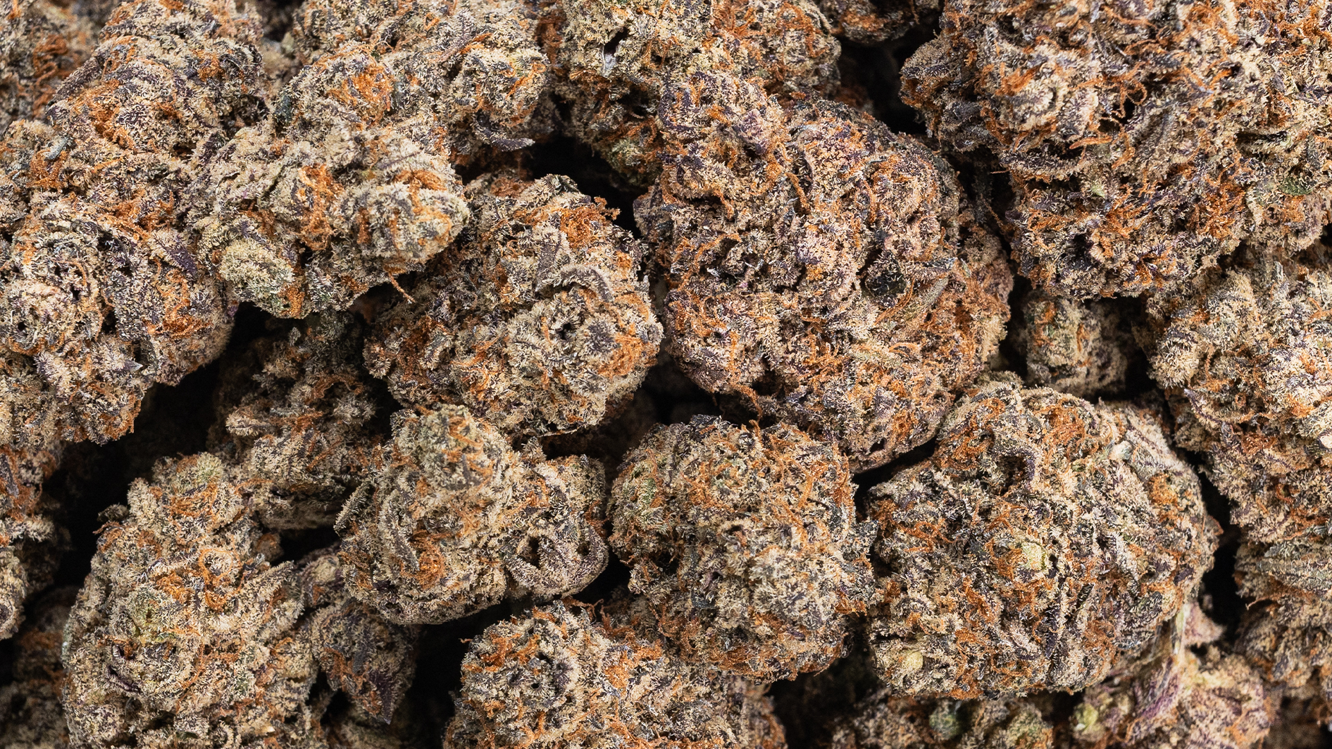 The Grow Room