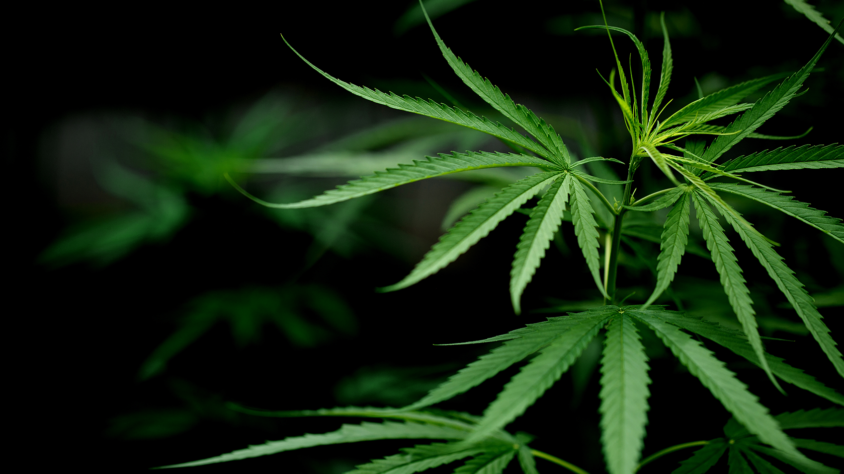 The Dispensary DC