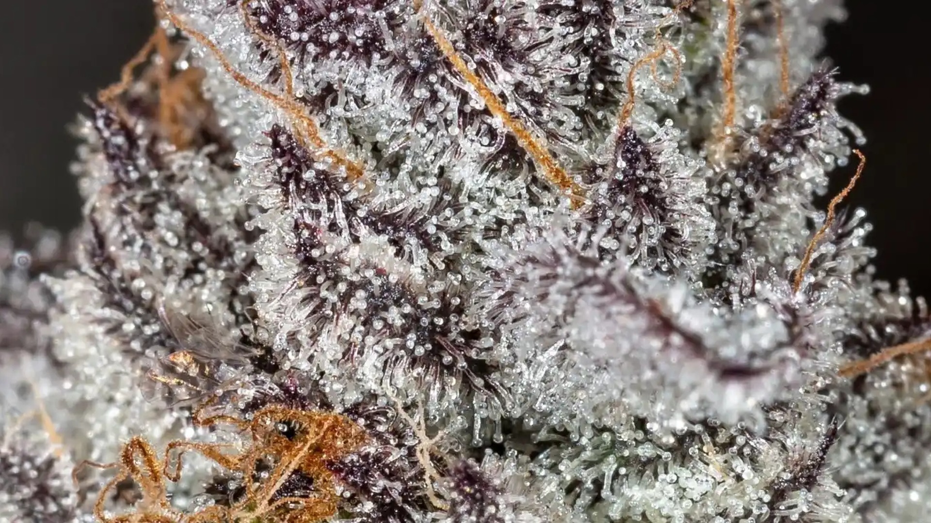 Silverleaf Dispensary