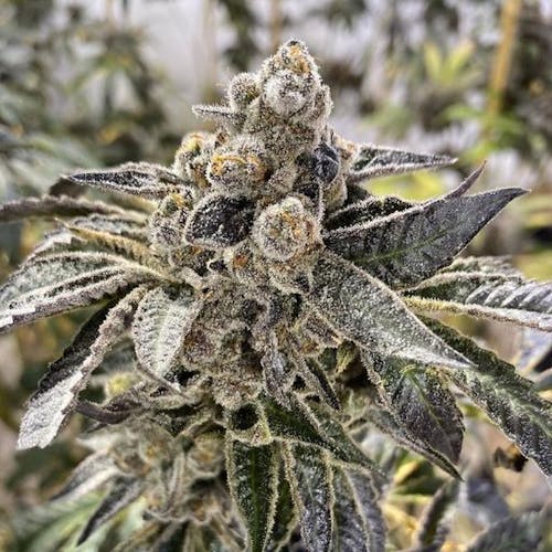 The Heart of Humboldt Dispensary Menu, Reviews & Photos