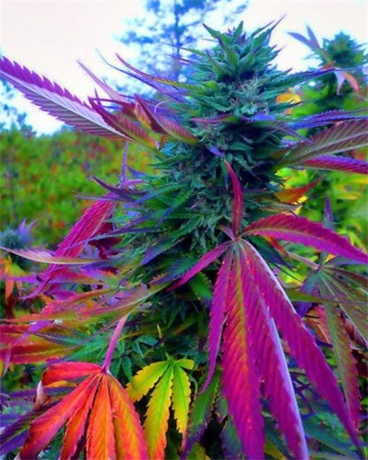 Green2Go Kennewick, WA Dispensary Leafly