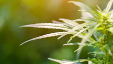 MEDUSA FARMS Early Bird Sale - 20% off until 10am image