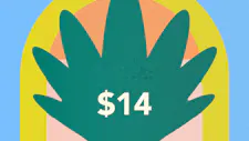 $14 Infused Packs 2.5g, 3.5g – Muha Meds, Zoote… image