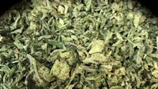 $20 TOP SHELF SHAKE 1/2 OZ (14 GRAMS) High THC % image