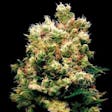 Product image for Quatro Kush