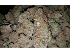 Photo of Golden Goat