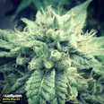 Durban Kush