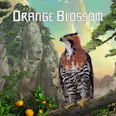 Orange Blossom Sugar Trim
