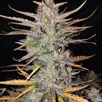 Tropical Kush