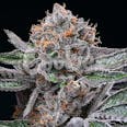 Candy Candy Feminized Cannabis Seeds