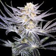 Strawberry Fields Regular Seeds (Crockett Family Farms)