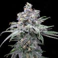Pie Piss Feminized Cannabis Seeds