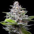 Murder Hornet Feminized Cannabis Seeds