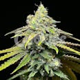 Motor City Feminized Cannabis Seeds