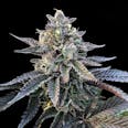 Gelato Sorbet Feminized Cannabis Seeds