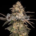 Cherry Fritter Feminized Cannabis Seeds