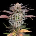 Strawberry Jam Feminized Cannabis Seeds