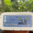 Crested River - Blueberry Gummies