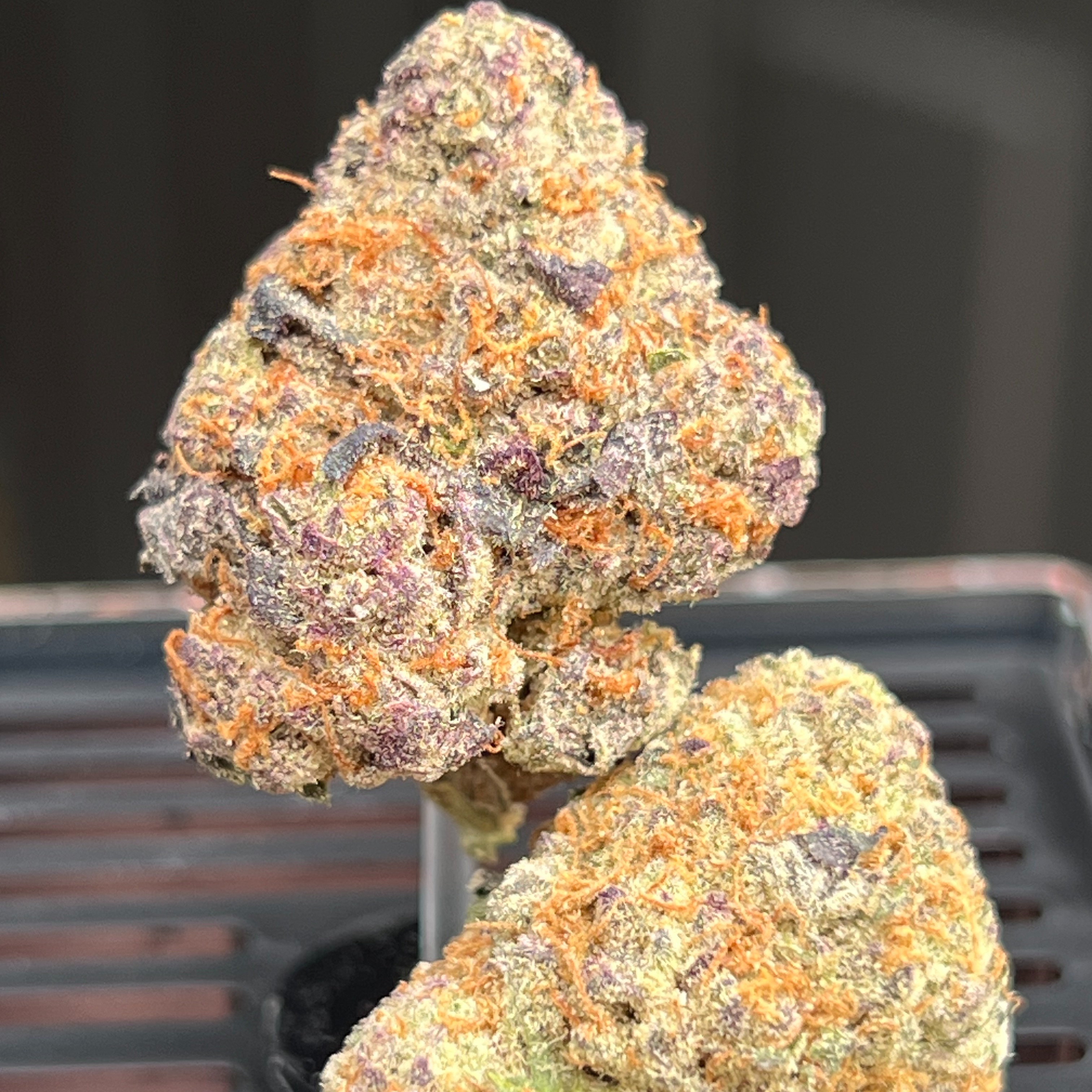Tropicana Cherry