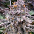 Pink Runtz Auto Feminized Cannabis Seeds