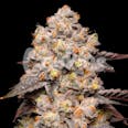 Dried Fruit Feminized Cannabis Seeds